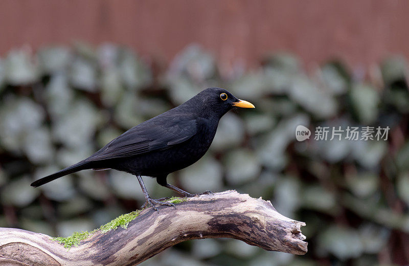 栖息在树枝上的黑鸟(Turdus merula)